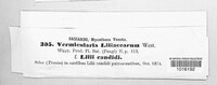 Colletotrichum liliacearum image